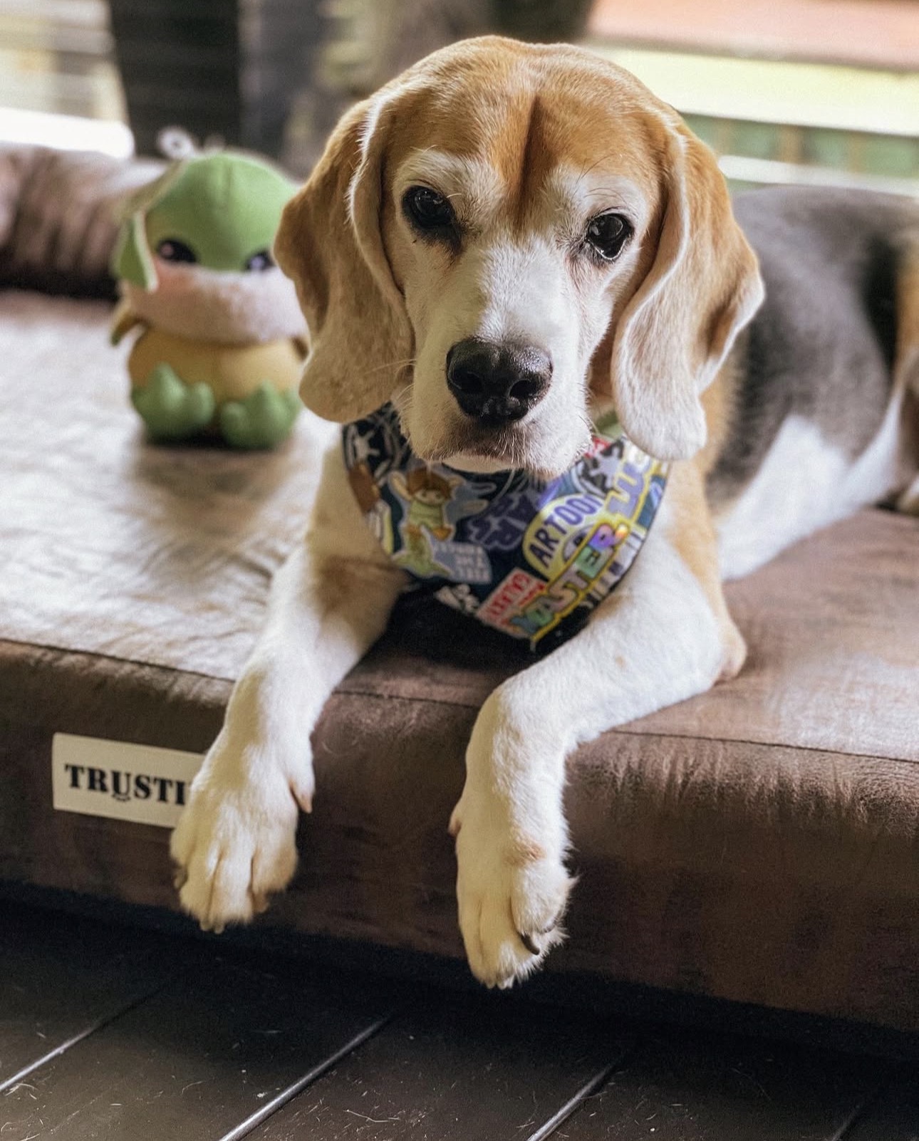 Gydomoji šunų galia ir gyvūnų kompanionų pranašumai dėl sunkumų – „Dogster“