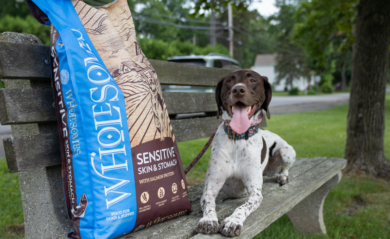 Nutritionist’s Guide to Healthy Skin and Gut for Your Dog – Dogster