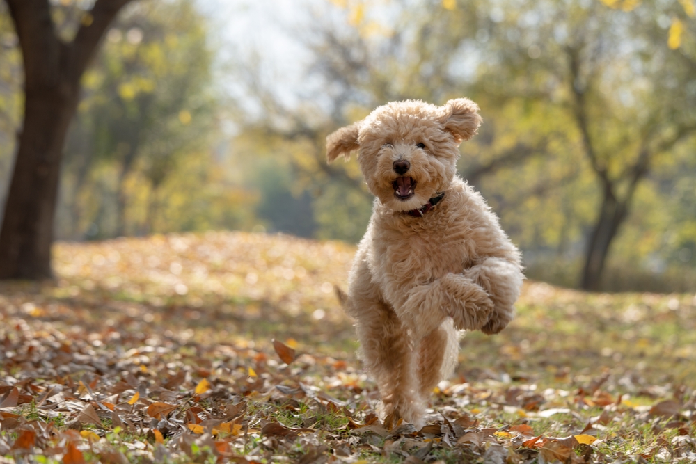 Kodėl tiek daug šeimų įsimyli mini Goldendoodle – Dogster