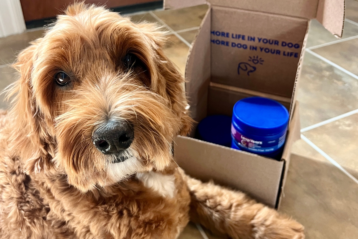 Naujovės nulemia naminių gyvūnėlių sveikatos ilgaamžiškumą – Dogster