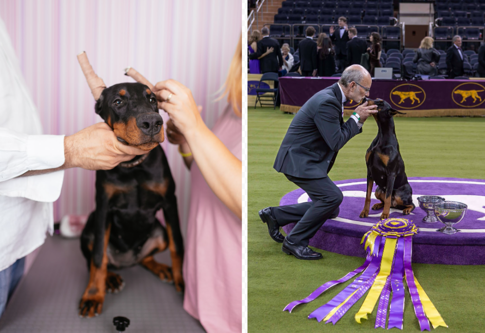 Tikroji sėkmės kaina – Dogster