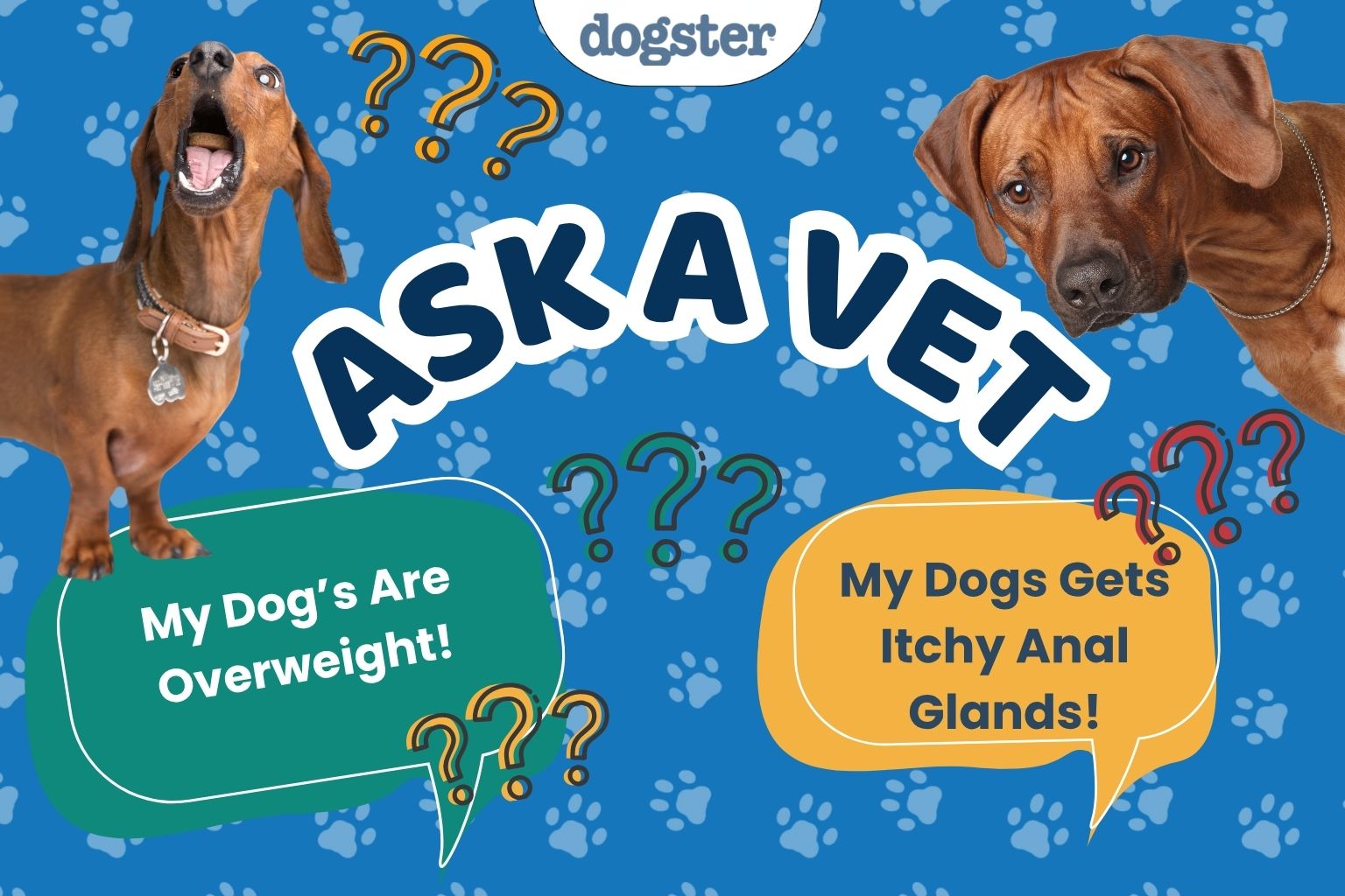 Paklauskite daktaro Paolos – Pagalba! Mano šunys turi antsvorio! (2026 m. balandžio 13 d.) – Dogster