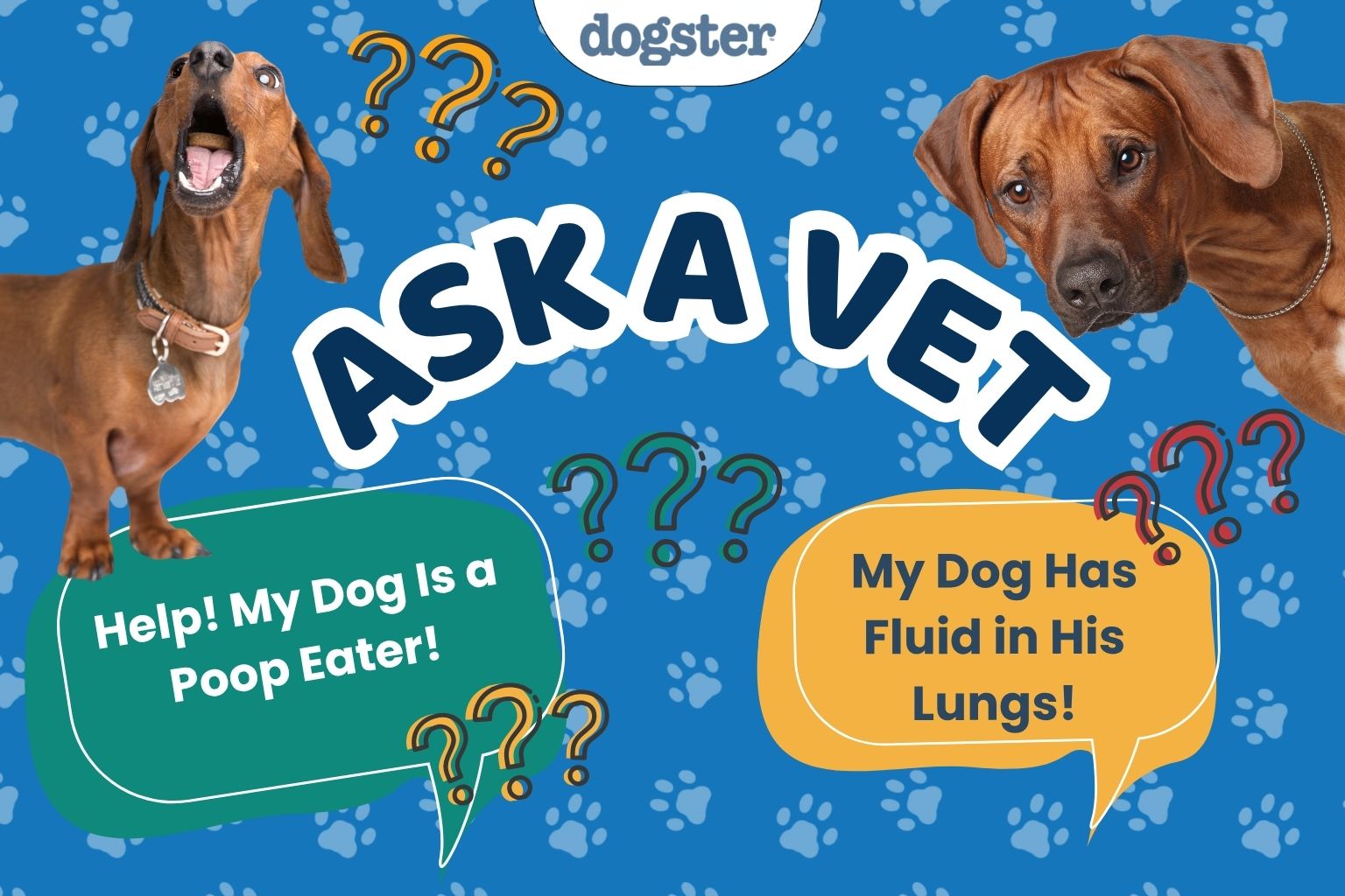 Paklauskite daktaro Paolos – Pagalba! Mano šuo valgo savo kakas! (2026 m. balandžio 20 d.) – Dogster