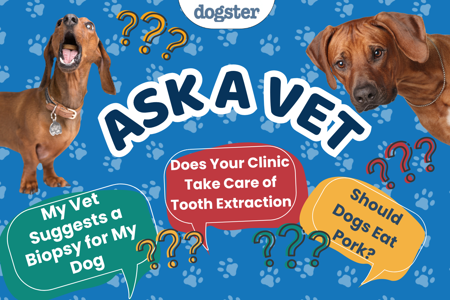 Paklauskite daktaro Paolos – Pagalba! Mano veterinaras siūlo mano šuniui biopsiją! (2026 m. birželio 15 d.) – Dogster